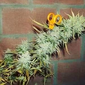 Meet your Posher, Tim